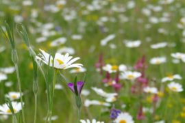 sum-flowers-18 sum-flowers-18
